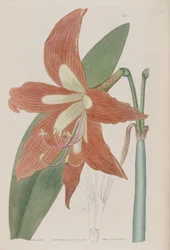 Hippeastrum striatum